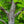 Load image into Gallery viewer, Burr Oak - Oak - Shade Trees
