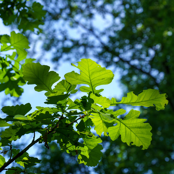 Burr Oak - Oak - Shade Trees