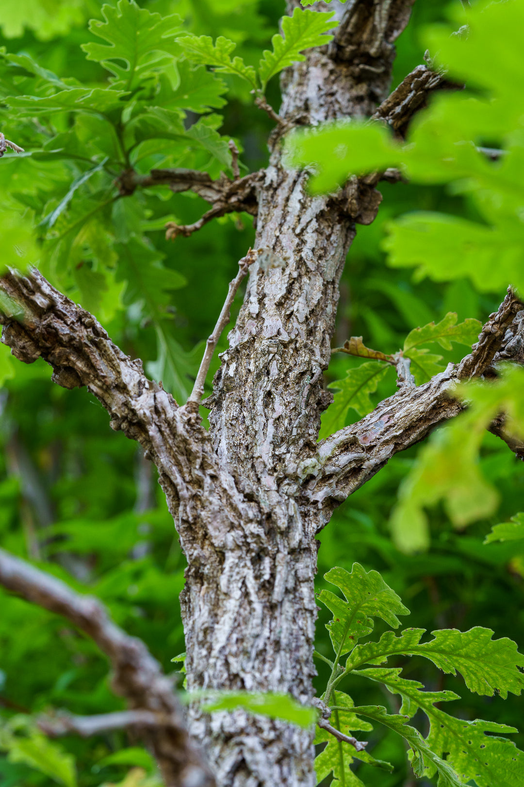 Oak (Quercus) – Plant Detectives