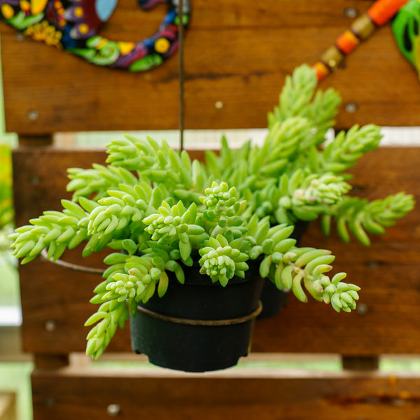 types of burro's tail succulents Burro's Tail – Plant Detectives