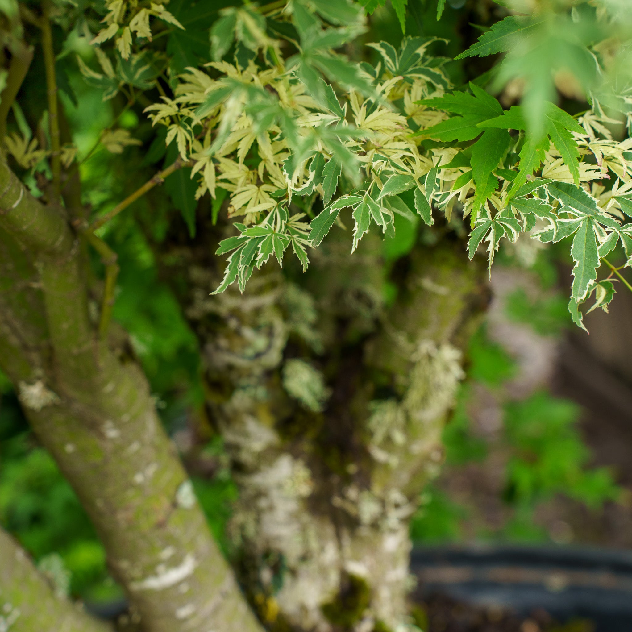 Butterfly Japanese Maple – Plant Detectives
