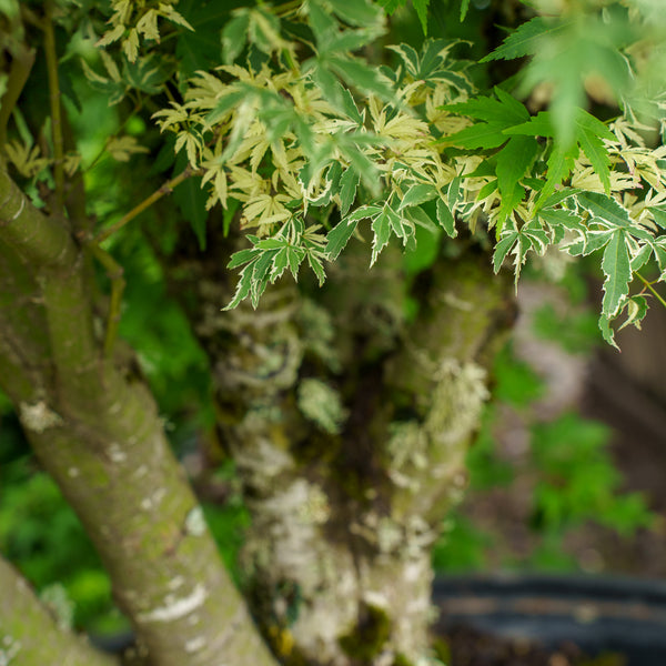 Butterfly Japanese Maple