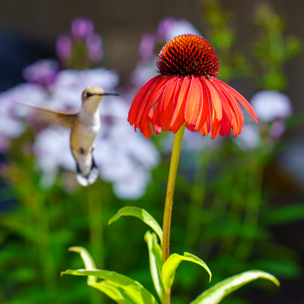 Butterfly Postman Coneflower