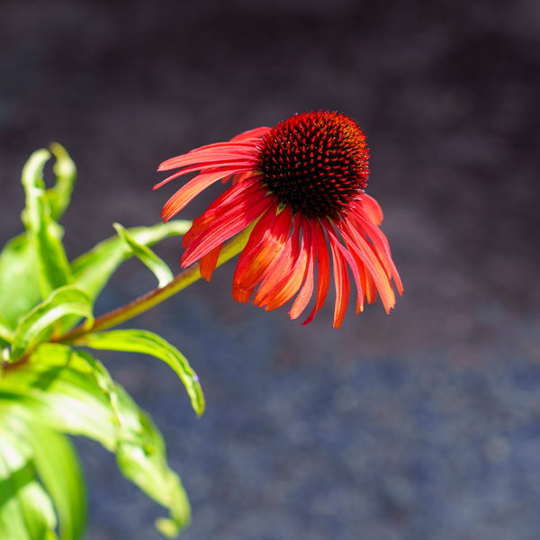 Butterfly Postman Coneflower