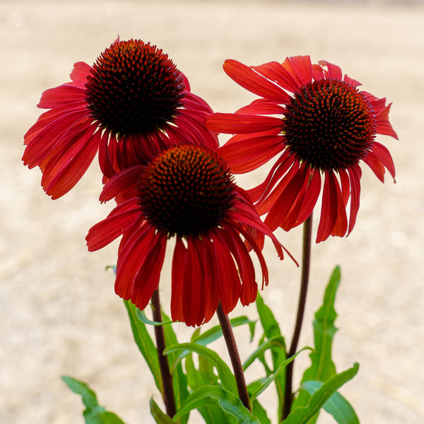 Butterfly Postman Coneflower