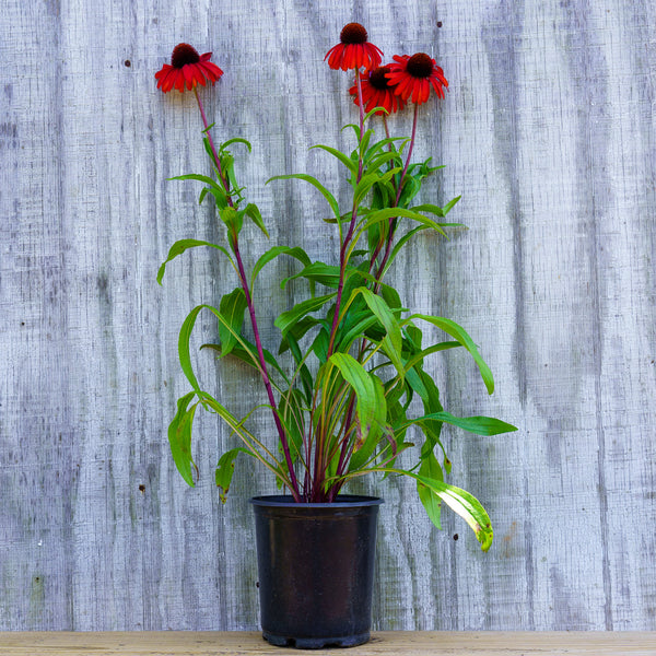 Butterfly Postman Coneflower