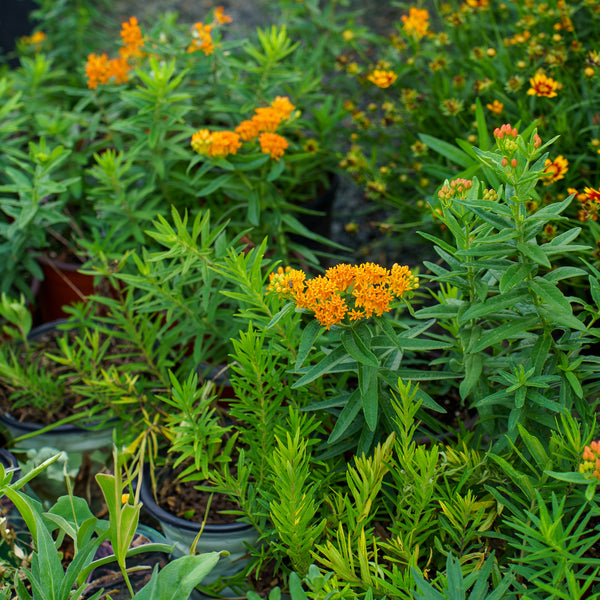 Butterfly Weed