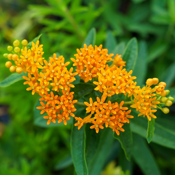 Butterfly Weed