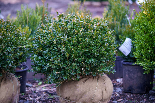 Marshall's #2 Boxwood - Boxwood - Shrubs