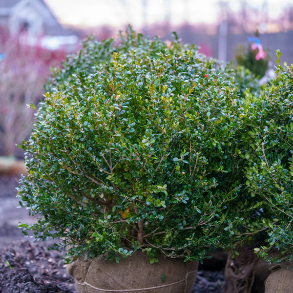 Marshall's #2 Boxwood - Boxwood - Shrubs