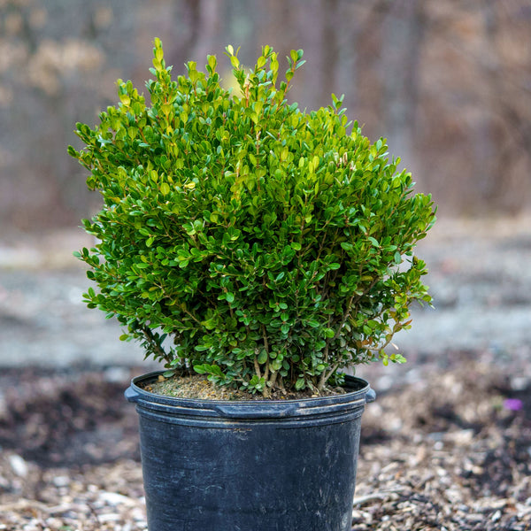 Winter Gem Boxwood - Boxwood - Shrubs