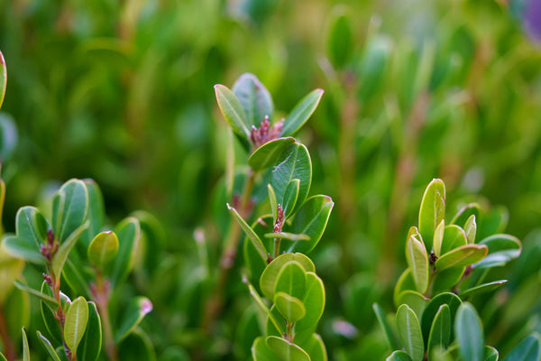 Winter Gem Boxwood - Boxwood - Shrubs