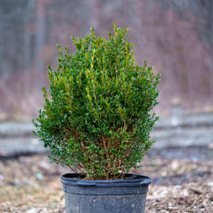 Green Mountain Boxwood