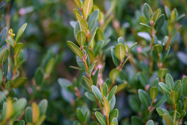 Hedging Green Mountain Boxwood - Boxwood - Shrubs