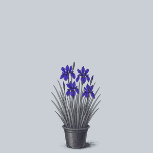 Caesar's Brother Siberian Iris