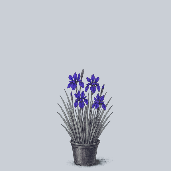 Caesar's Brother Siberian Iris