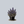 Load image into Gallery viewer, Catlin's Giant Bugleweed
