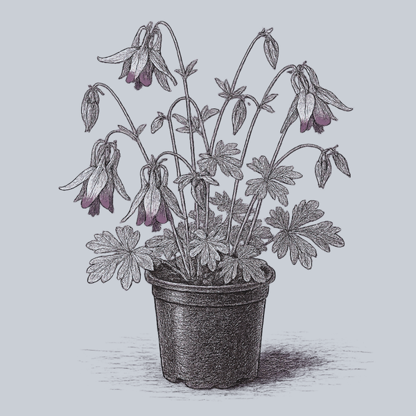 Calimero Columbine