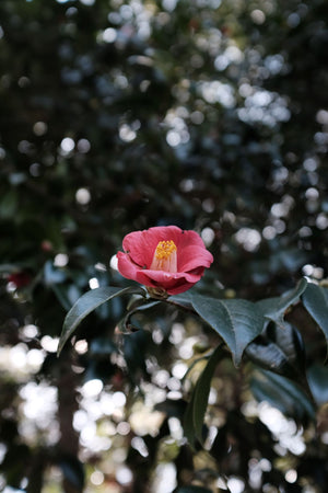 Camellia Flower