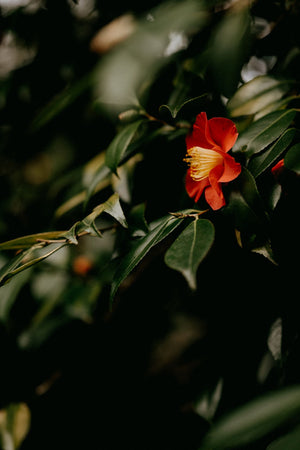 Red Camellia