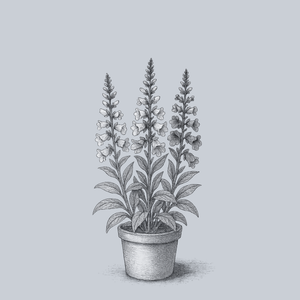 Camelot Mix Foxglove