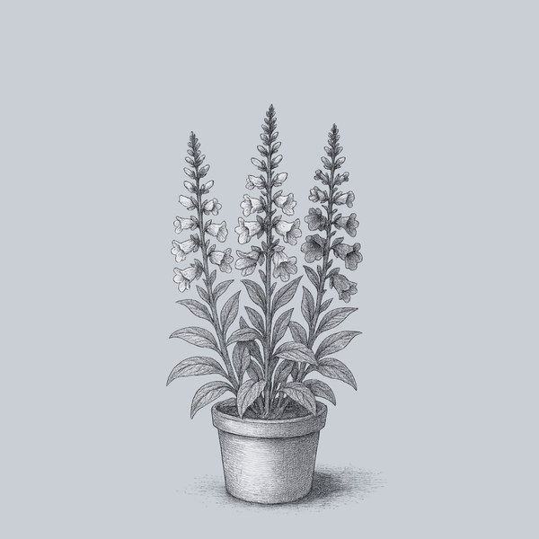 Camelot Mix Foxglove