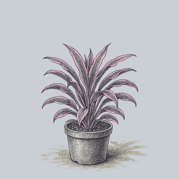 Cameroon Cordyline