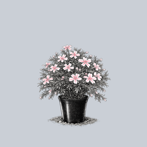 Candy Stripe Creeping Phlox