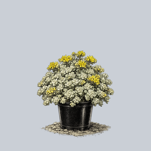 Cape Blanco Stonecrop