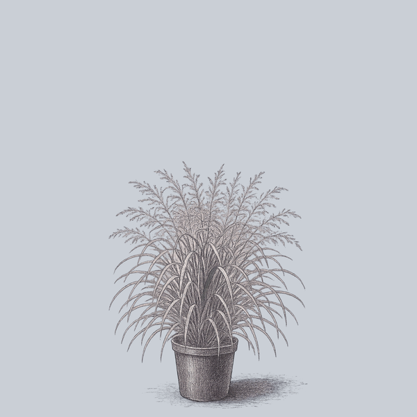 Cape Breeze Switchgrass