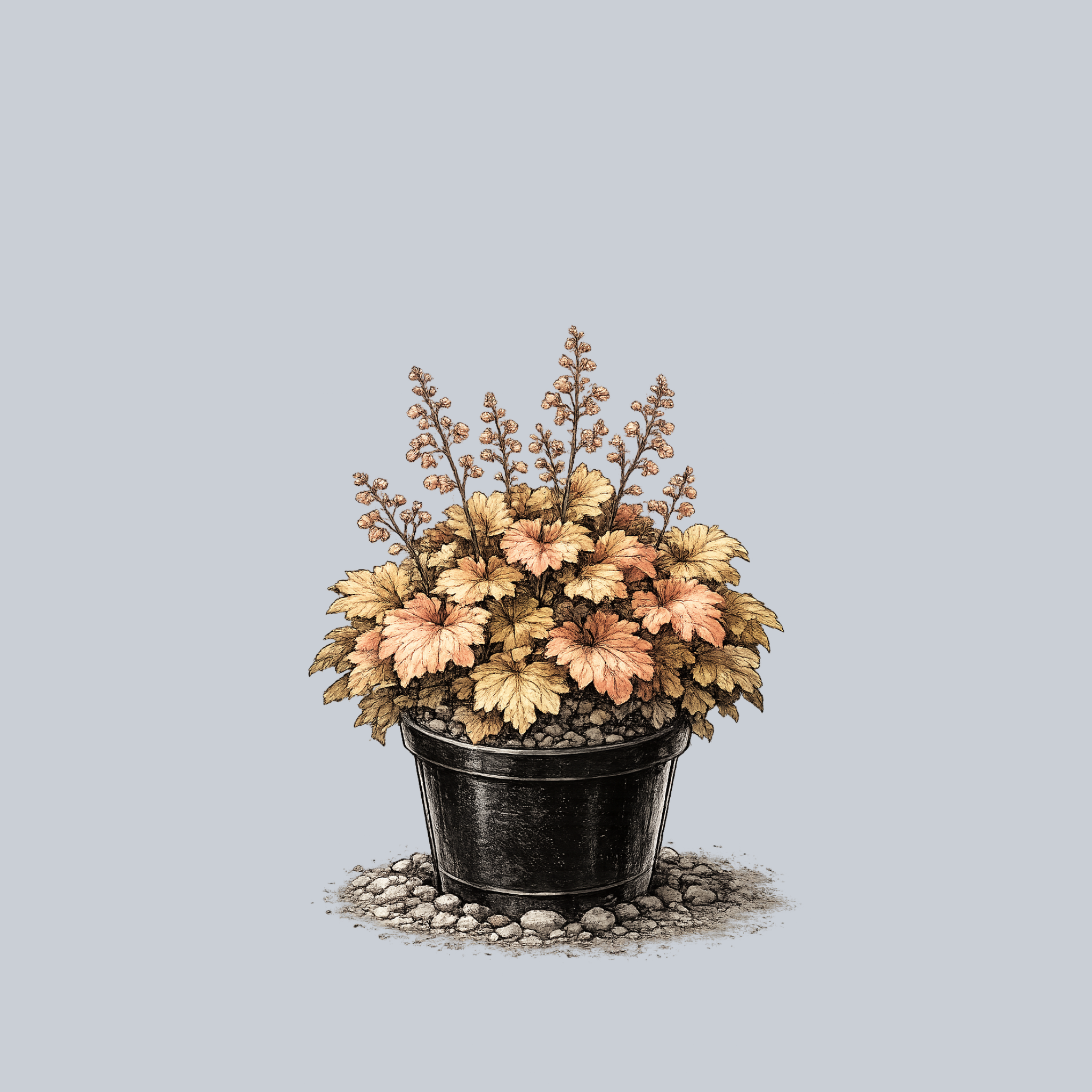 Caramel Coral Bells – Plant Detectives