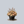 Load image into Gallery viewer, Caramel Coral Bells

