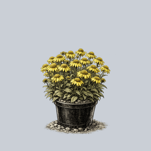 Cara Mia Yellow Coneflower