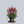 Load image into Gallery viewer, Cardinal Chinese Astilbe
