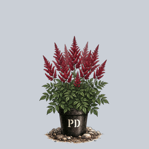 Cardinal Chinese Astilbe