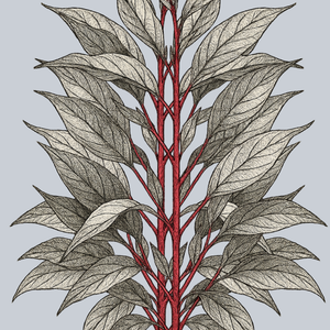 Cardinal Red Twig Dogwood