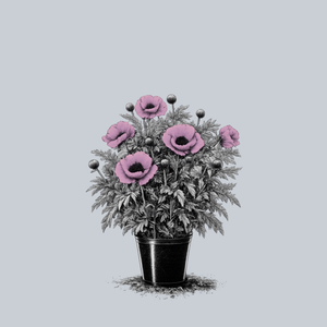 Carneum Oriental Poppy