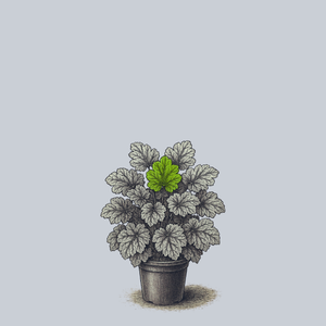 Carnival Cocomint Coral Bells