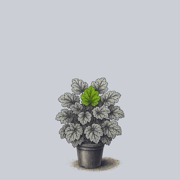 Carnival Cocomint Coral Bells