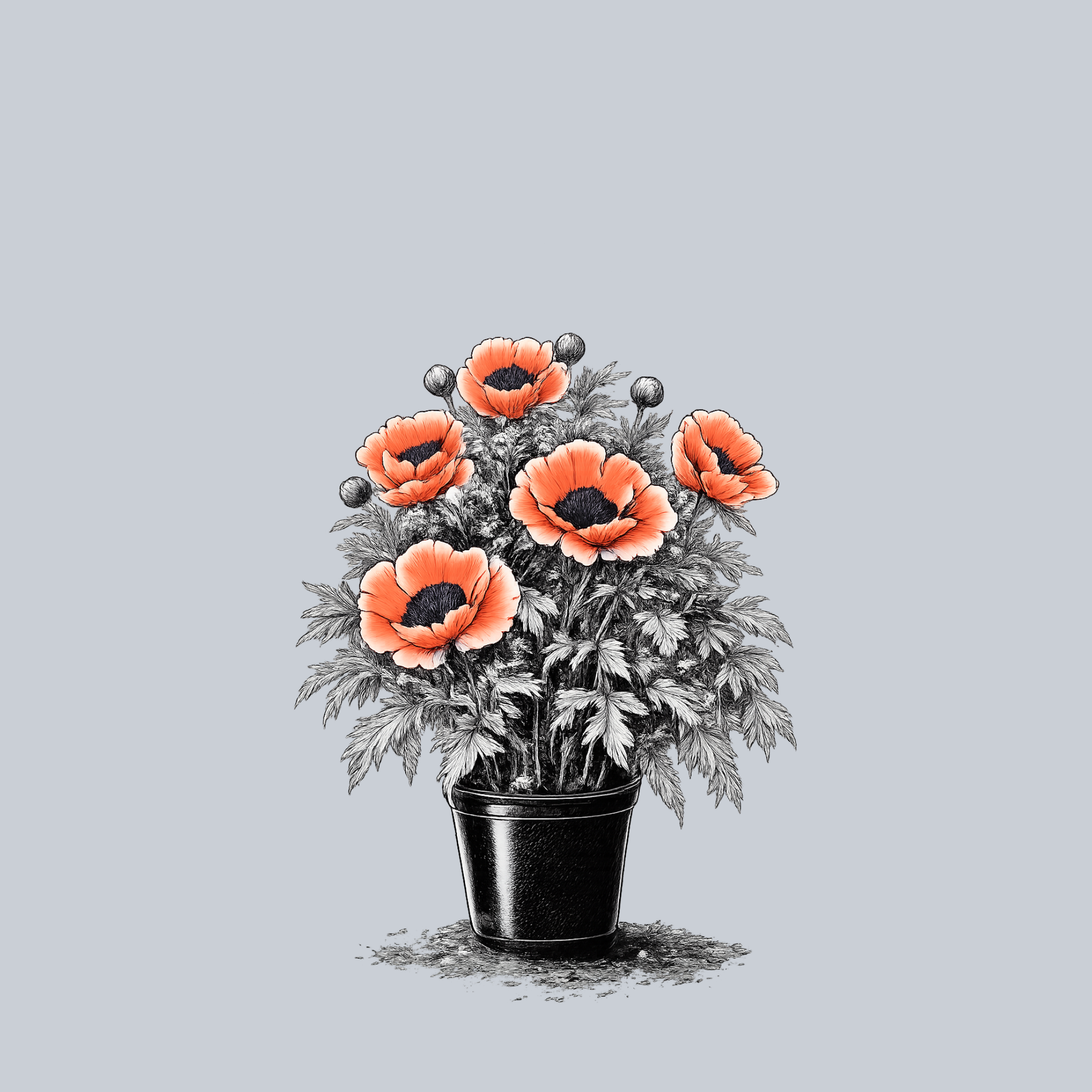 Carnival Oriental Poppy – Plant Detectives