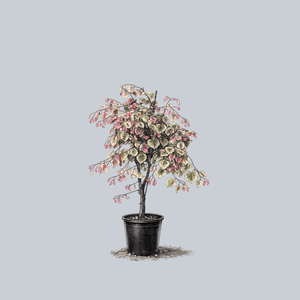 Carolina Sweetheart Eastern Redbud