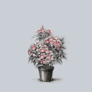 Carousel Mountain Laurel