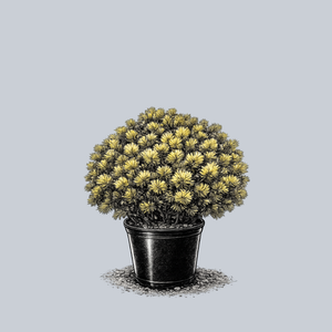 Carsten's Wintergold Mugo Pine