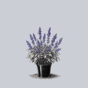 Cathedral Series Mealycup Sage