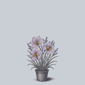 Catherine Woodbury Daylily