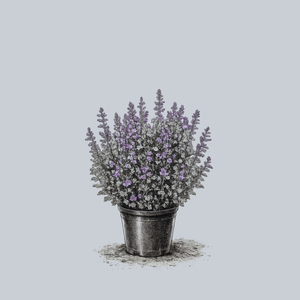 Cat's Pajamas Catmint