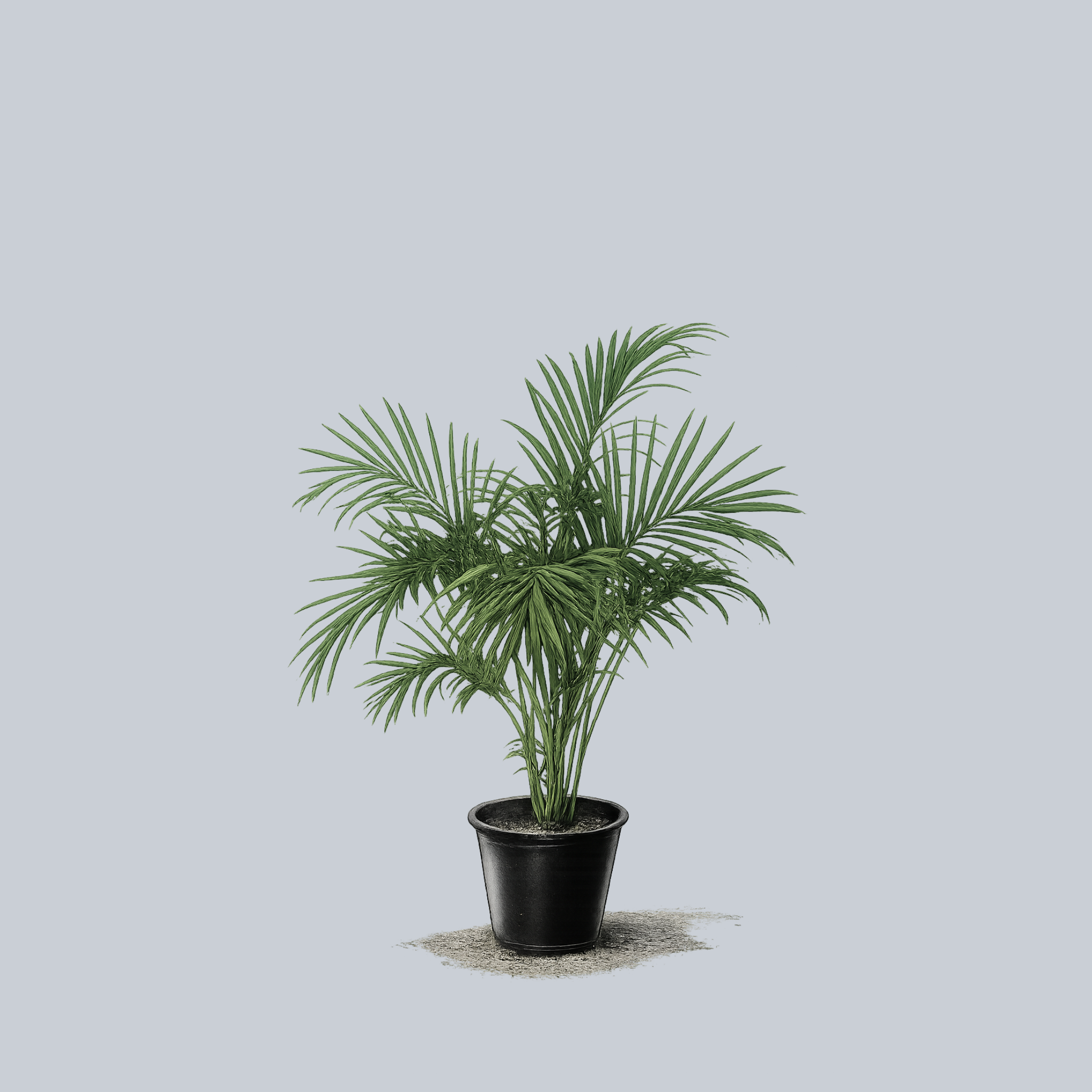 indoor orchid plant White Phalaenopsis Orchid - Flowering Plants - Orchid in Ceramic Pot main image 0