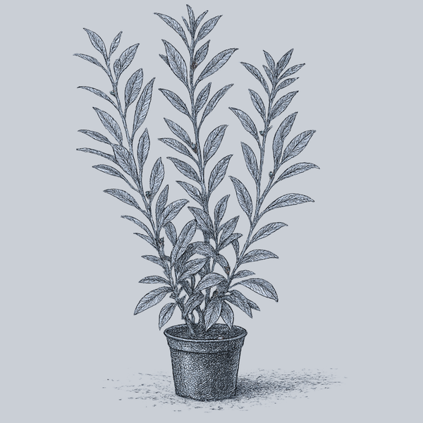 Caucasica Cherry Laurel