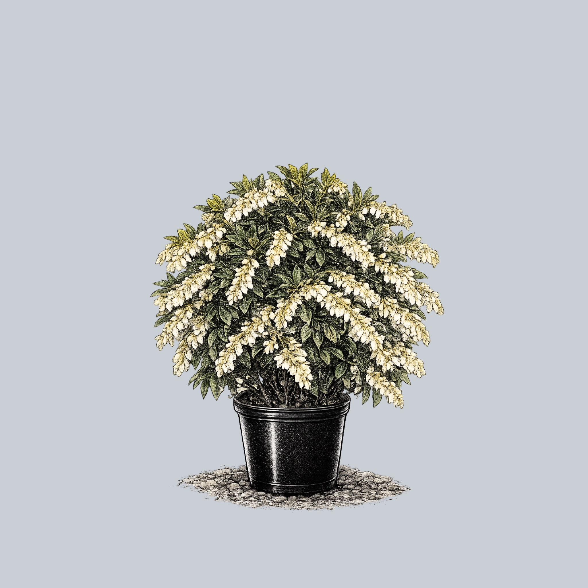 pieris japonica carnaval plant Cavatine Pieris – Plant Detectives