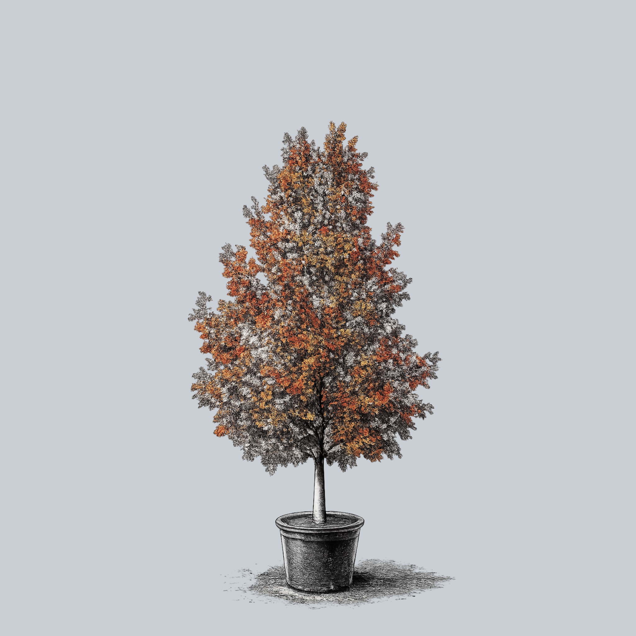 楓葉11 Celebration Maple – Plant Detectives
